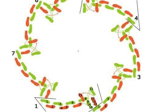графично изображение на Дайчово хоро от Таратанци