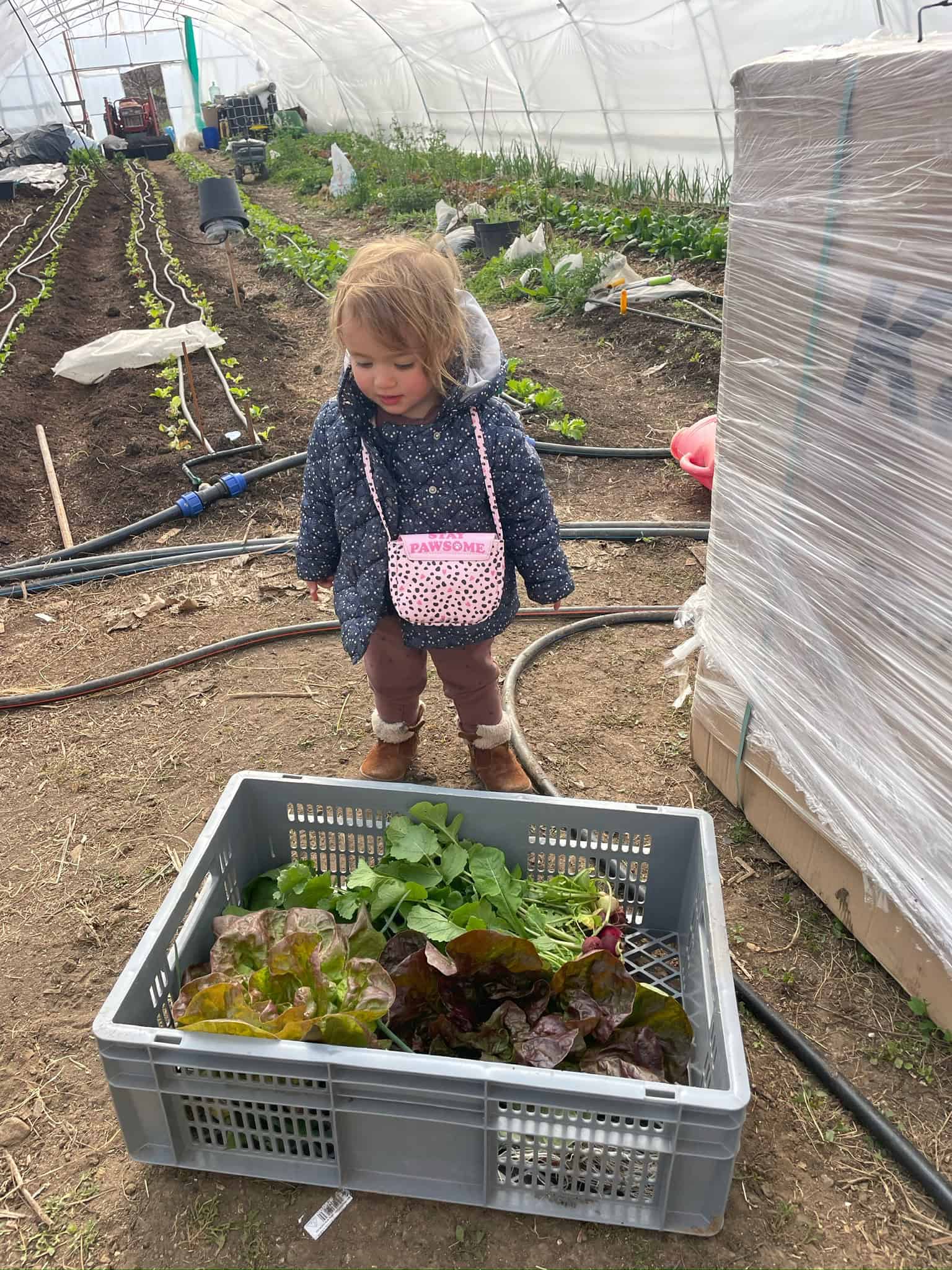 Градинарство в семейна ферма Жабокряк, с. Лобош, обл. Перник